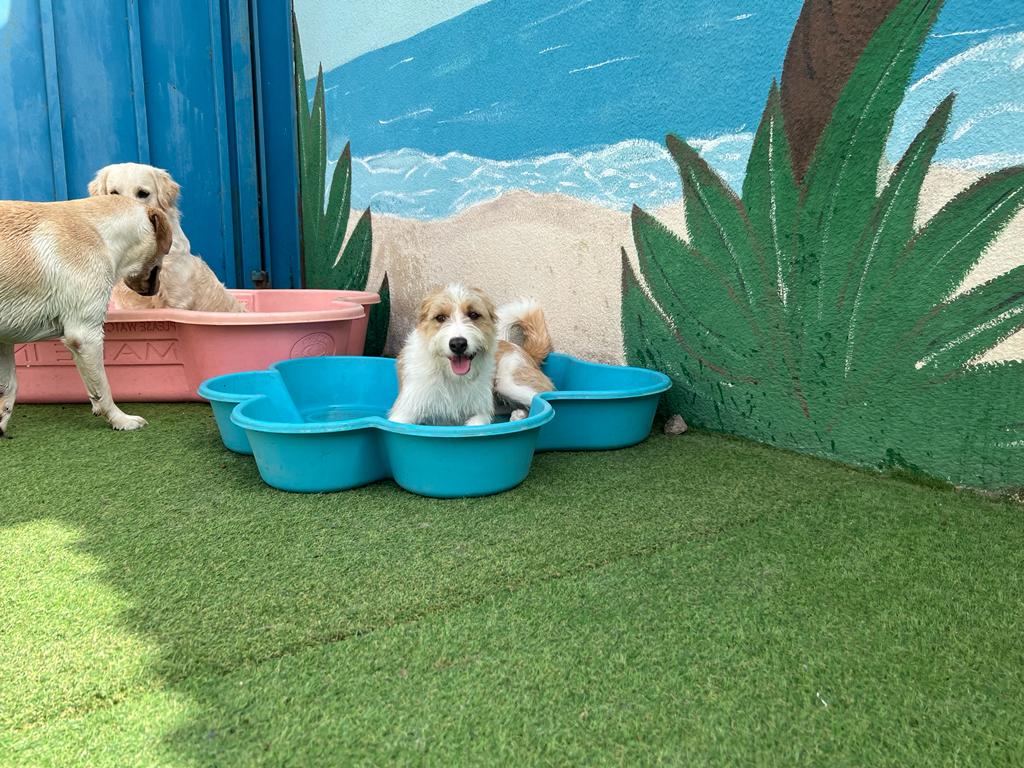 My Buddy Pet Care Best pet care in Dubai